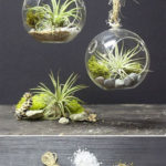 Amazing Air Plants Decor Ideas 30