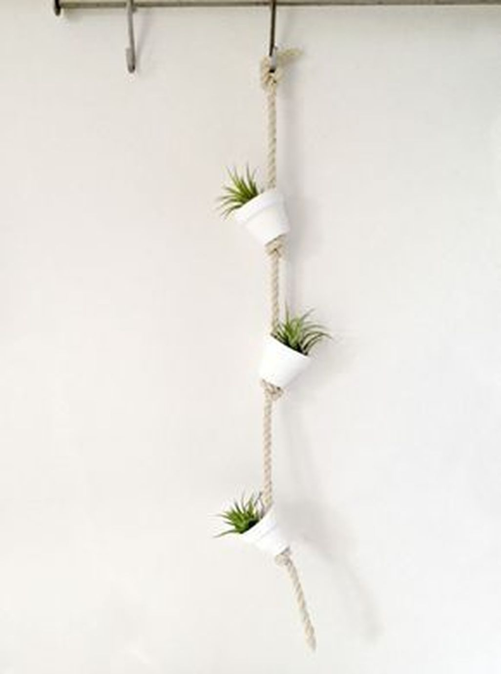 Amazing Air Plants Decor Ideas 37