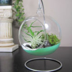 Amazing Air Plants Decor Ideas 38