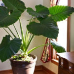Amazing House Plants Indoor Decor Ideas Must 01