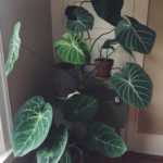 Amazing House Plants Indoor Decor Ideas Must 04