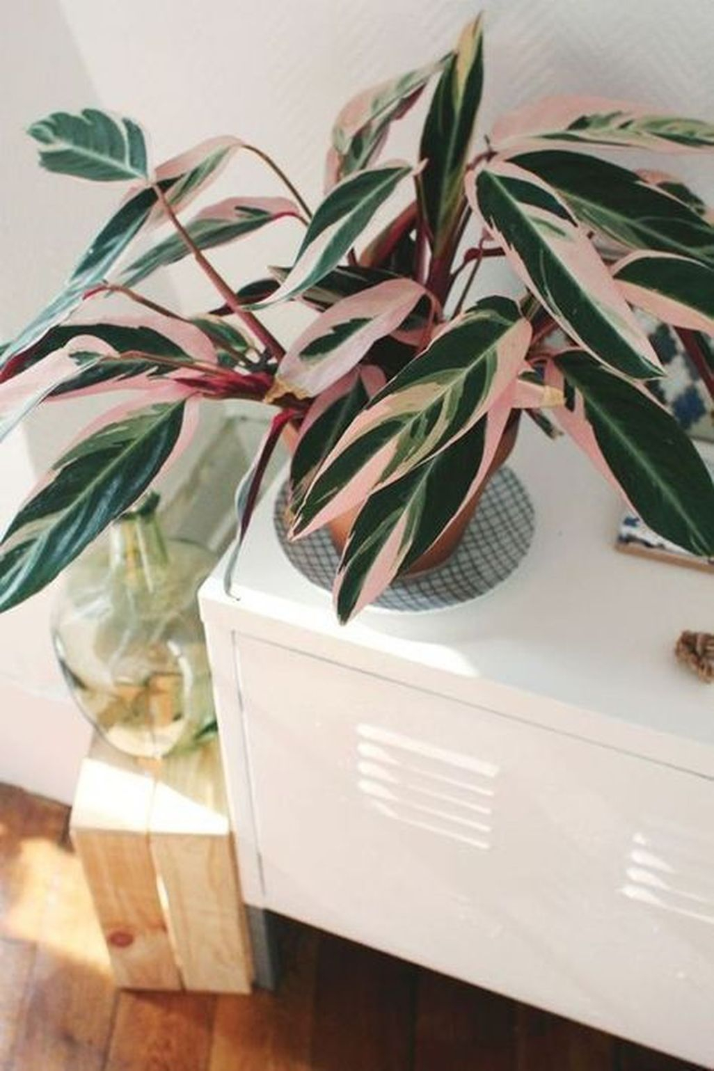 Amazing House Plants Indoor Decor Ideas Must 09