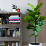 Amazing House Plants Indoor Decor Ideas Must 12
