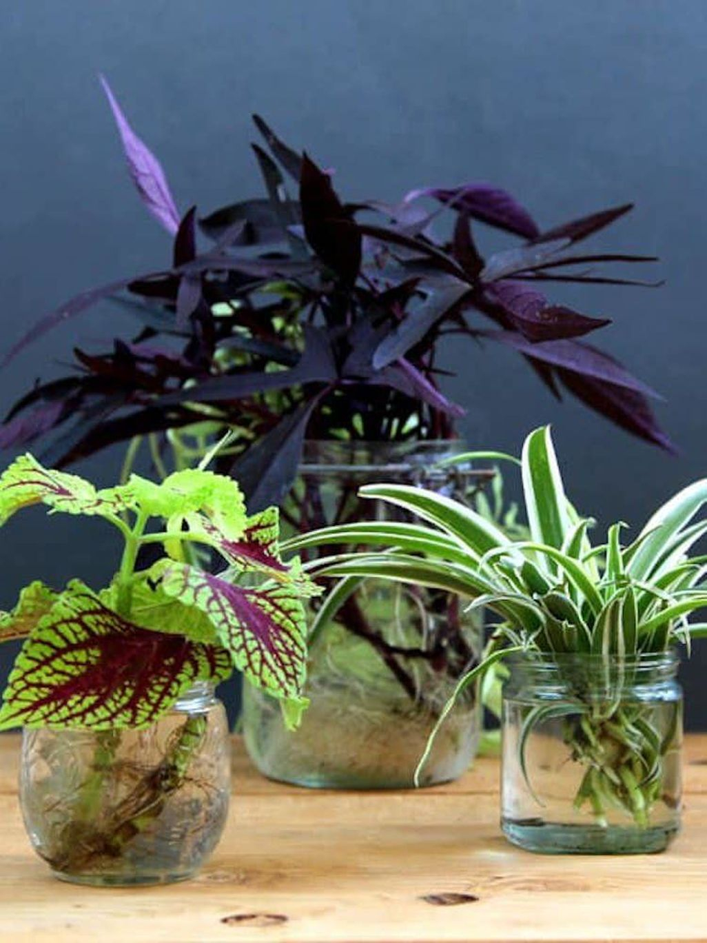 Amazing House Plants Indoor Decor Ideas Must 14