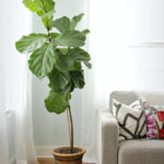 Amazing House Plants Indoor Decor Ideas Must 18