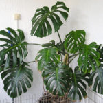 Amazing House Plants Indoor Decor Ideas Must 26