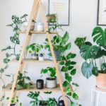 Amazing House Plants Indoor Decor Ideas Must 27