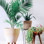Amazing House Plants Indoor Decor Ideas Must 29