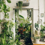 Amazing House Plants Indoor Decor Ideas Must 30