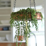 Amazing House Plants Indoor Decor Ideas Must 31