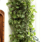 Amazing House Plants Indoor Decor Ideas Must 33