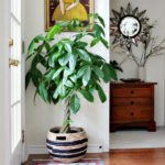 Amazing House Plants Indoor Decor Ideas Must 34