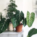 Amazing House Plants Indoor Decor Ideas Must 35