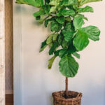 Amazing House Plants Indoor Decor Ideas Must 36