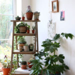 Amazing House Plants Indoor Decor Ideas Must 40