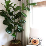 Amazing House Plants Indoor Decor Ideas Must 42