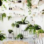 Amazing House Plants Indoor Decor Ideas Must 43