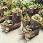 Amazing Succulents Garden Decor Ideas 04