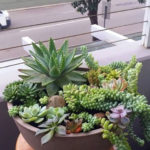 Amazing Succulents Garden Decor Ideas 05