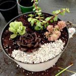 Amazing Succulents Garden Decor Ideas 17