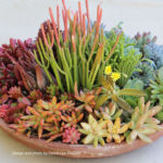 Amazing Succulents Garden Decor Ideas 28