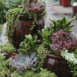 Amazing Succulents Garden Decor Ideas 36