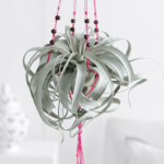 Creative Hanging Air Plants Decor Ideas 04