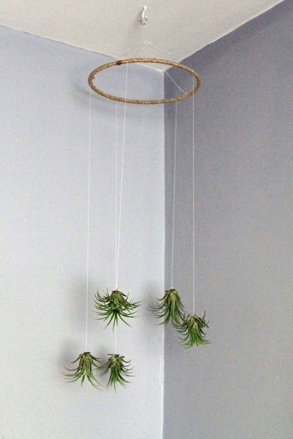 Creative Hanging Air Plants Decor Ideas 06