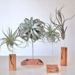 Creative Hanging Air Plants Decor Ideas 10