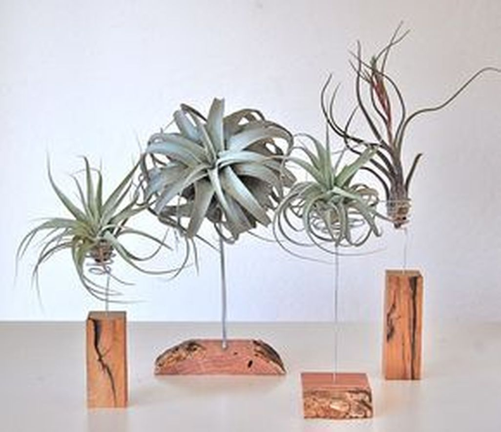 Creative Hanging Air Plants Decor Ideas 10
