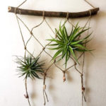 Creative Hanging Air Plants Decor Ideas 20
