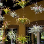 Creative Hanging Air Plants Decor Ideas 21