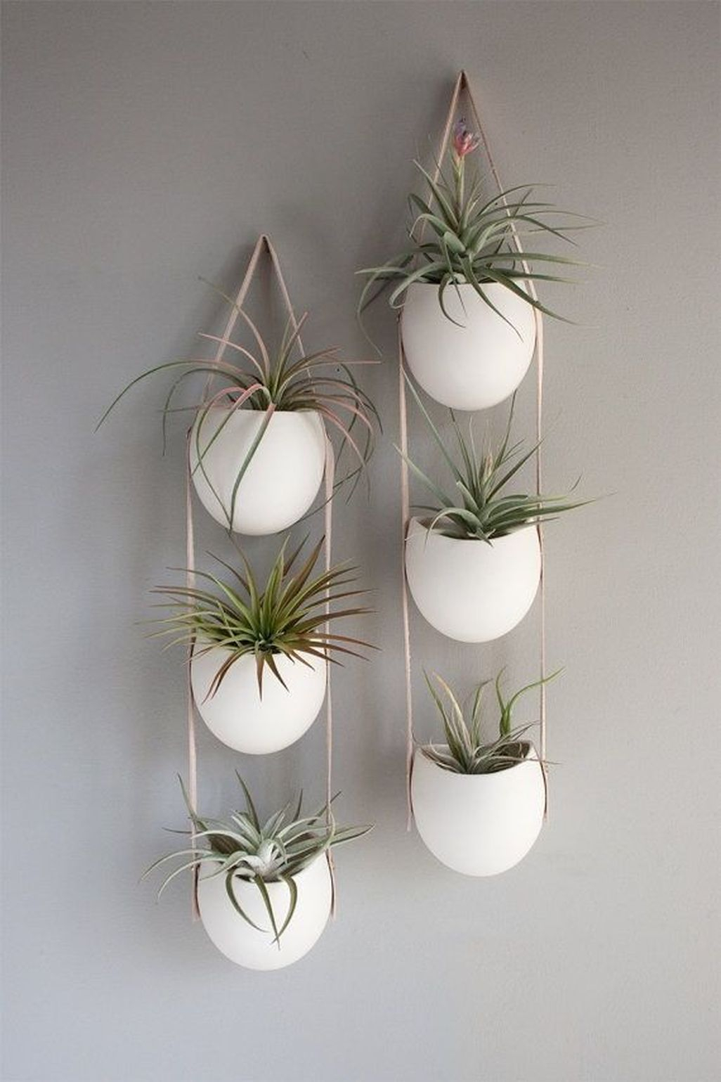 Creative Hanging Air Plants Decor Ideas 22