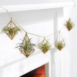 Creative Hanging Air Plants Decor Ideas 23