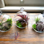 Creative Hanging Air Plants Decor Ideas 29