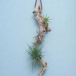 Creative Hanging Air Plants Decor Ideas 38