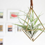 Creative Hanging Air Plants Decor Ideas 39