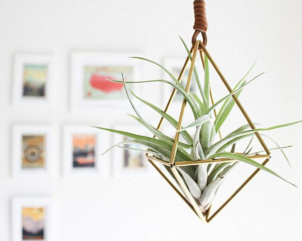 Creative Hanging Air Plants Decor Ideas 39