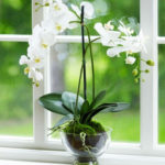 Friendly House Plants For Indoor Decoration 01