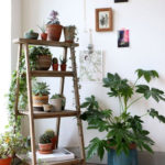 Friendly House Plants For Indoor Decoration 02