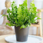 Friendly House Plants For Indoor Decoration 03