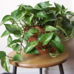 Friendly House Plants For Indoor Decoration 04