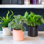 Friendly House Plants For Indoor Decoration 05