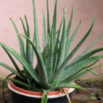 Friendly House Plants For Indoor Decoration 09