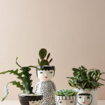 Friendly House Plants For Indoor Decoration 10