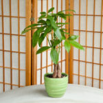 Friendly House Plants For Indoor Decoration 14