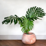 Friendly House Plants For Indoor Decoration 15