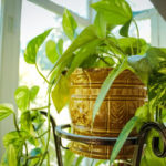 Friendly House Plants For Indoor Decoration 18