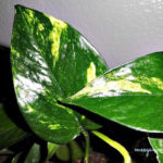 Friendly House Plants For Indoor Decoration 20