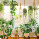 Friendly House Plants For Indoor Decoration 21